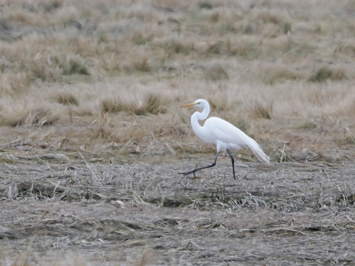 Great Egret - Susan Wrisley