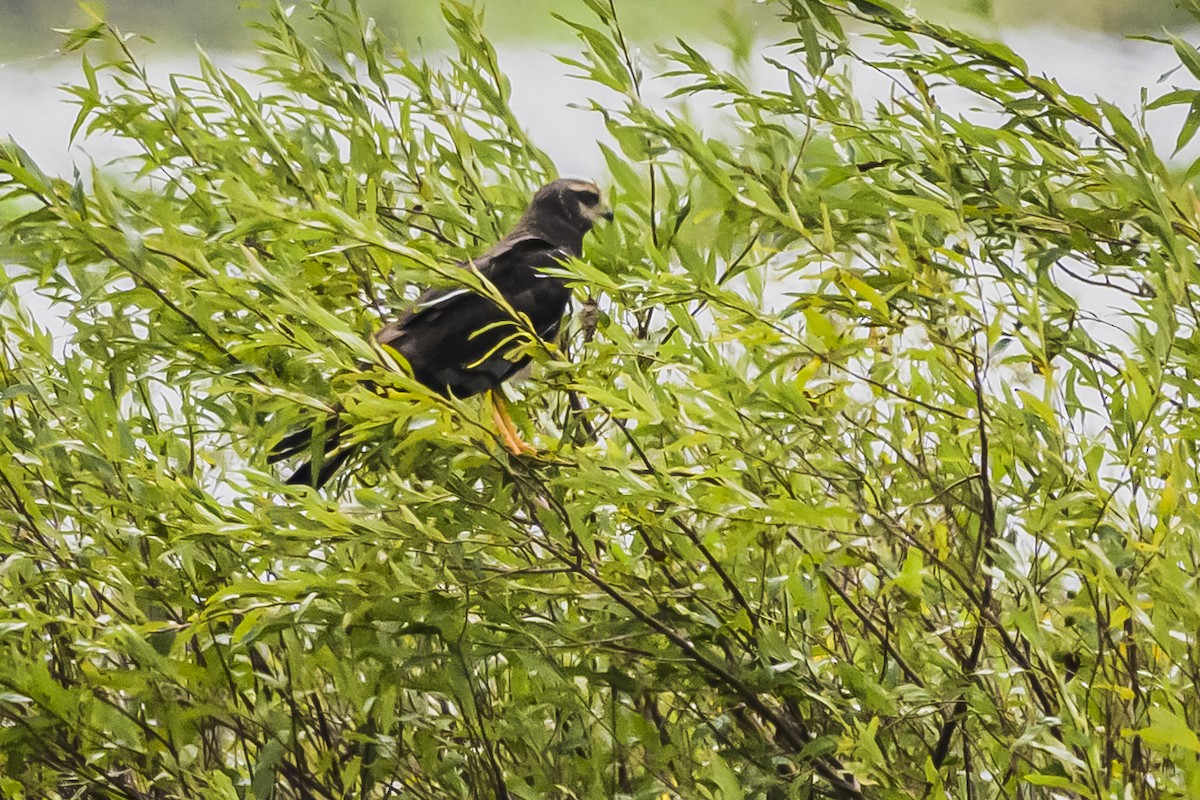 Long-winged Harrier - ML616652867