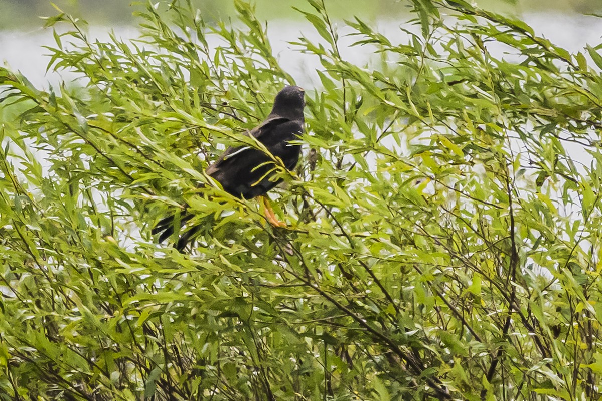 Long-winged Harrier - ML616652868