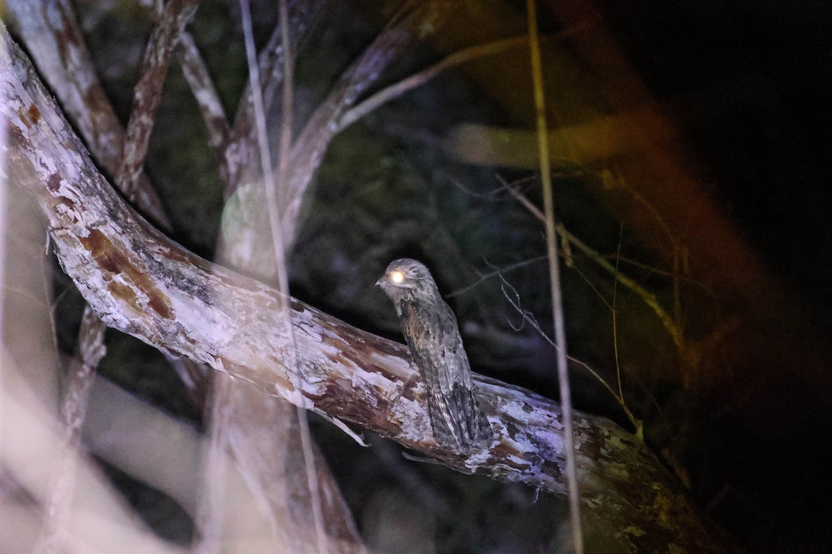 Northern Potoo - ML616652896