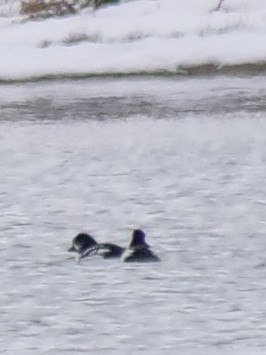 Barrow's Goldeneye - ML616652908