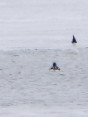 Barrow's Goldeneye - ML616652910