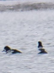 Barrow's Goldeneye - ML616652913