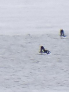 Barrow's Goldeneye - Great Blue Heron