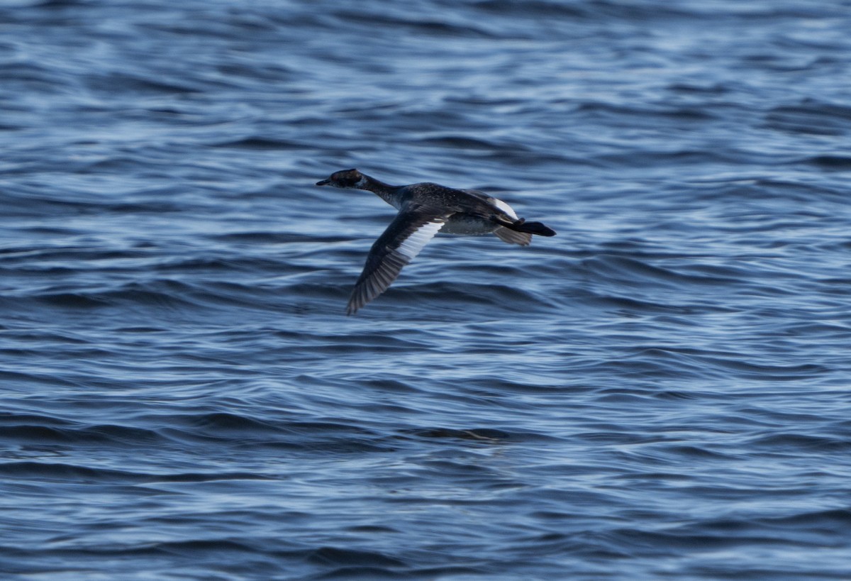 Horned Grebe - ML616652930