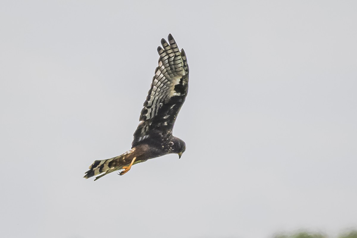 Long-winged Harrier - ML616652944