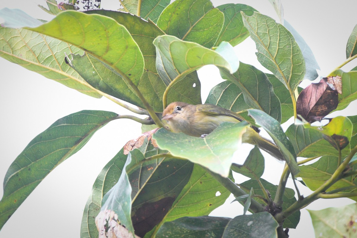 Golden-fronted Greenlet - Noah Price