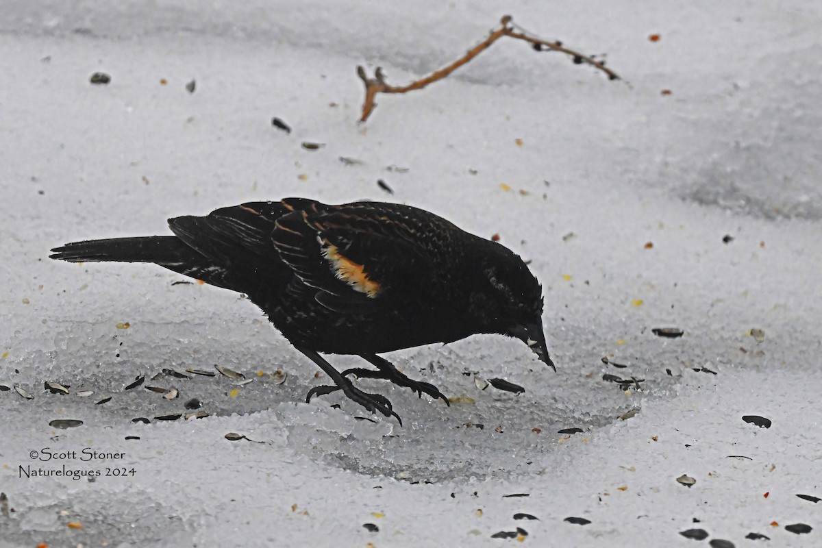 Red-winged Blackbird - ML616652988