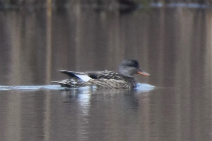 Canard chipeau - ML616652990