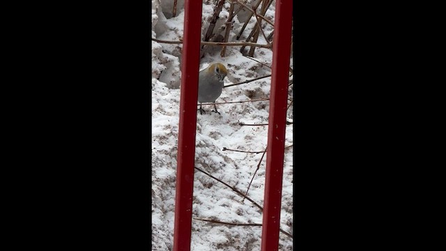 Нарсны шүршүү - ML616653037