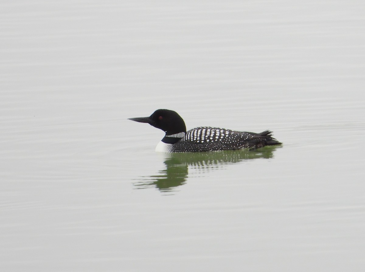 Common Loon - Lori Shuler