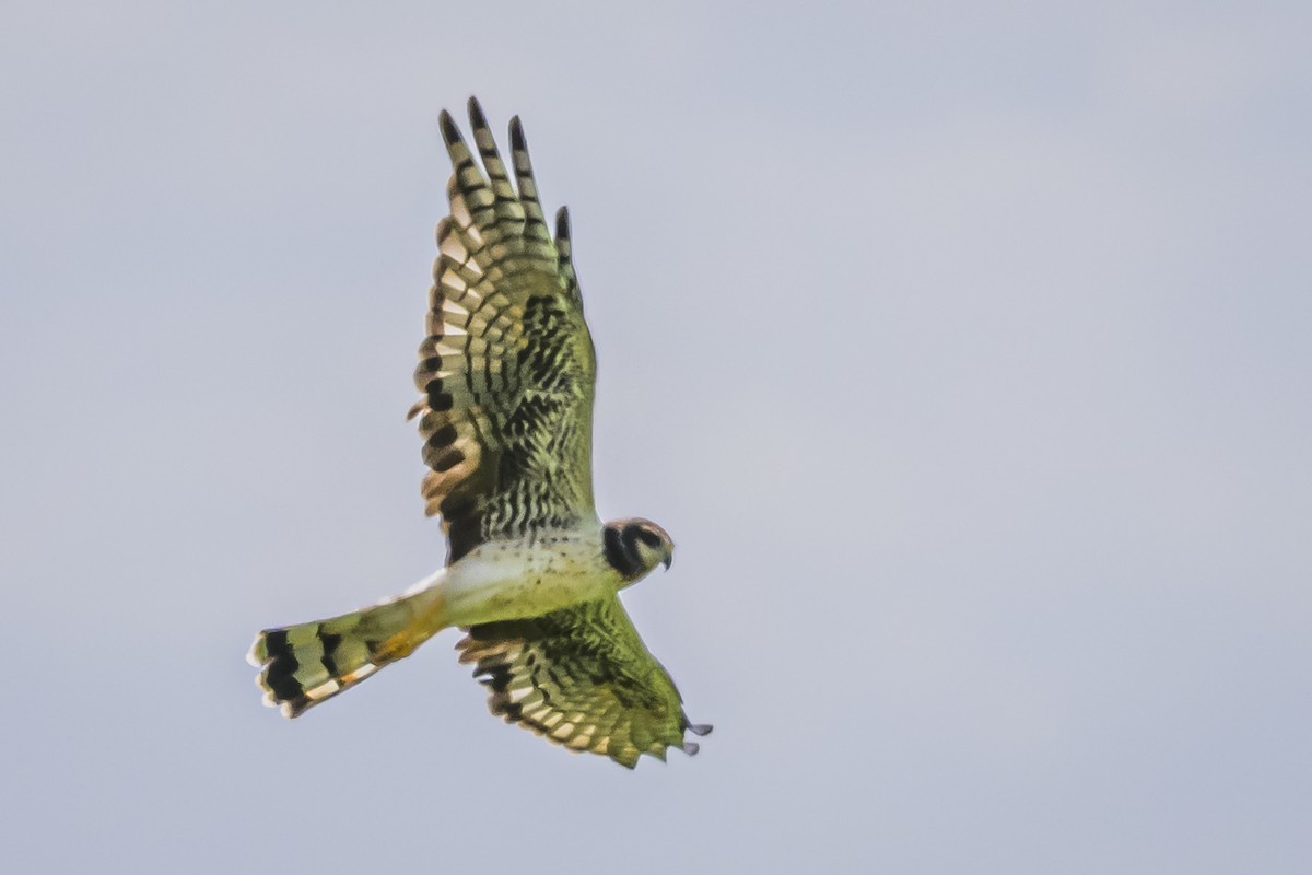 Long-winged Harrier - ML616653096