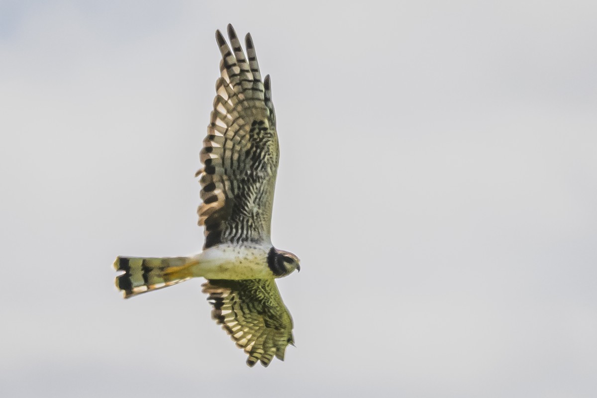 Long-winged Harrier - ML616653098