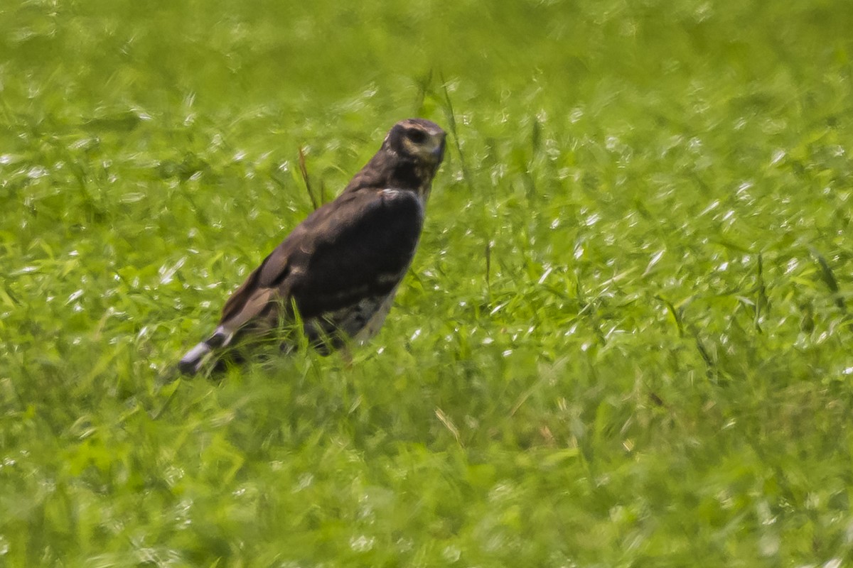 Long-winged Harrier - ML616653099