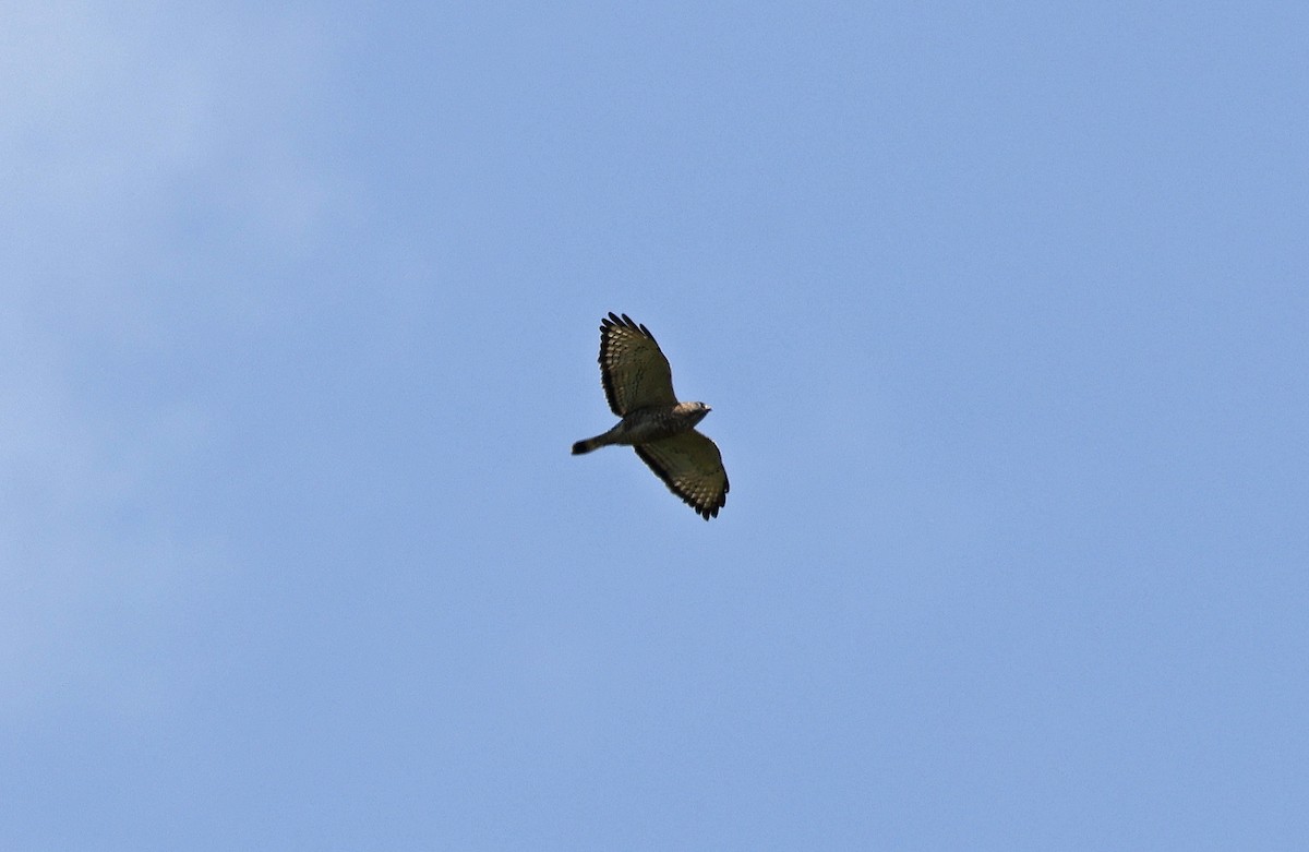 Broad-winged Hawk - ML616653111