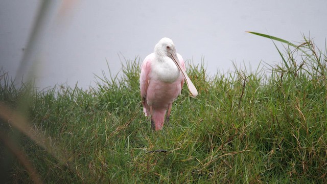 Roseate Spoonbill - ML616653113