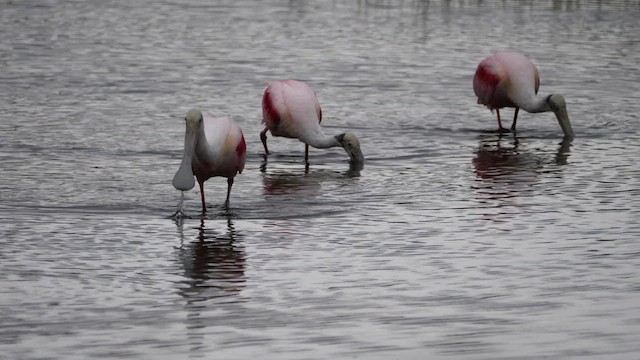 Roseate Spoonbill - ML616653119