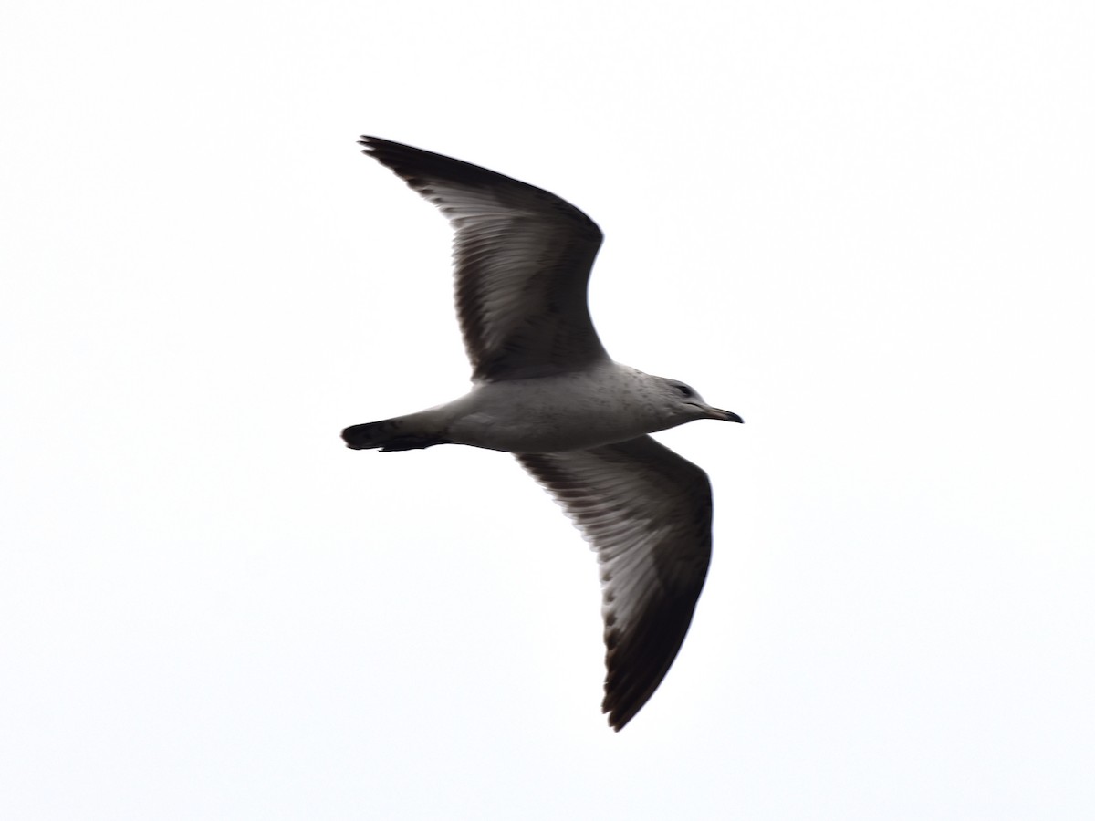 Ring-billed Gull - ML616653125