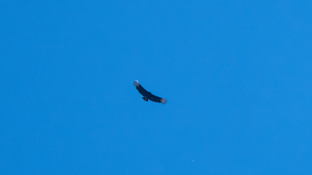 Black Vulture - ML616653136