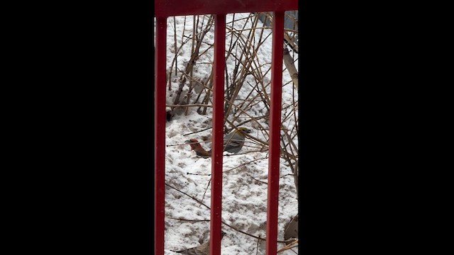 Гацуурын солбин хошуут - ML616653176