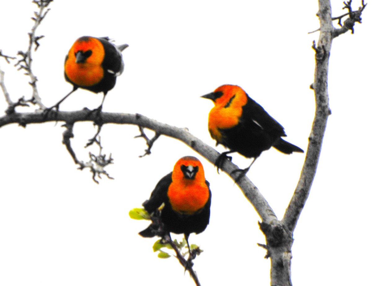 Yellow-headed Blackbird - ML616653178