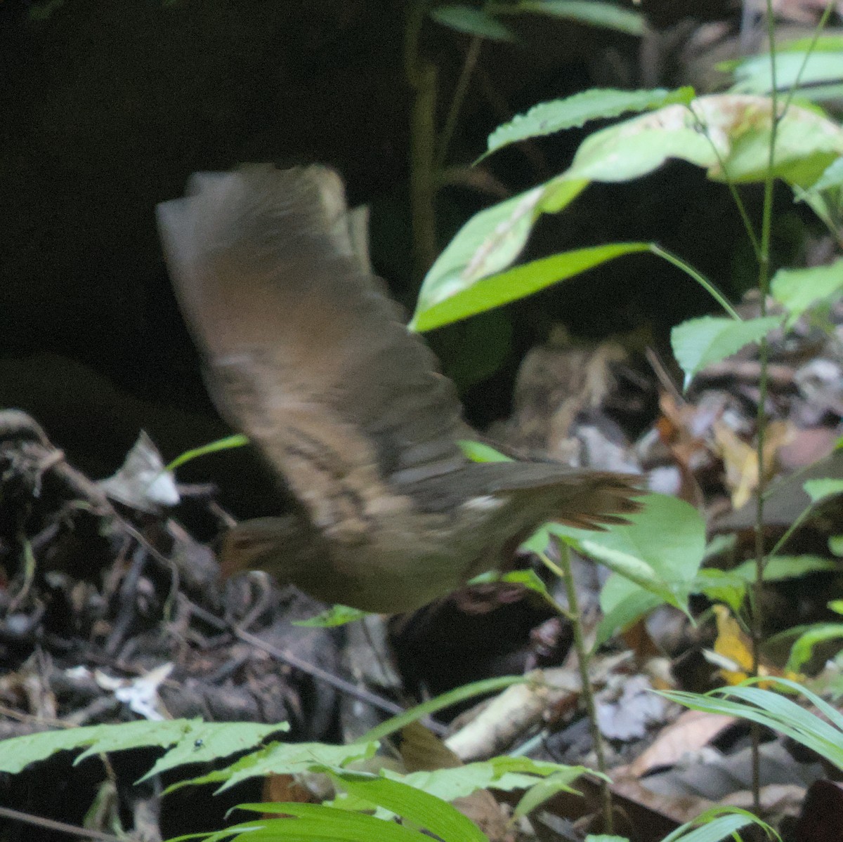 Ruddy Quail-Dove - Manuel Morales