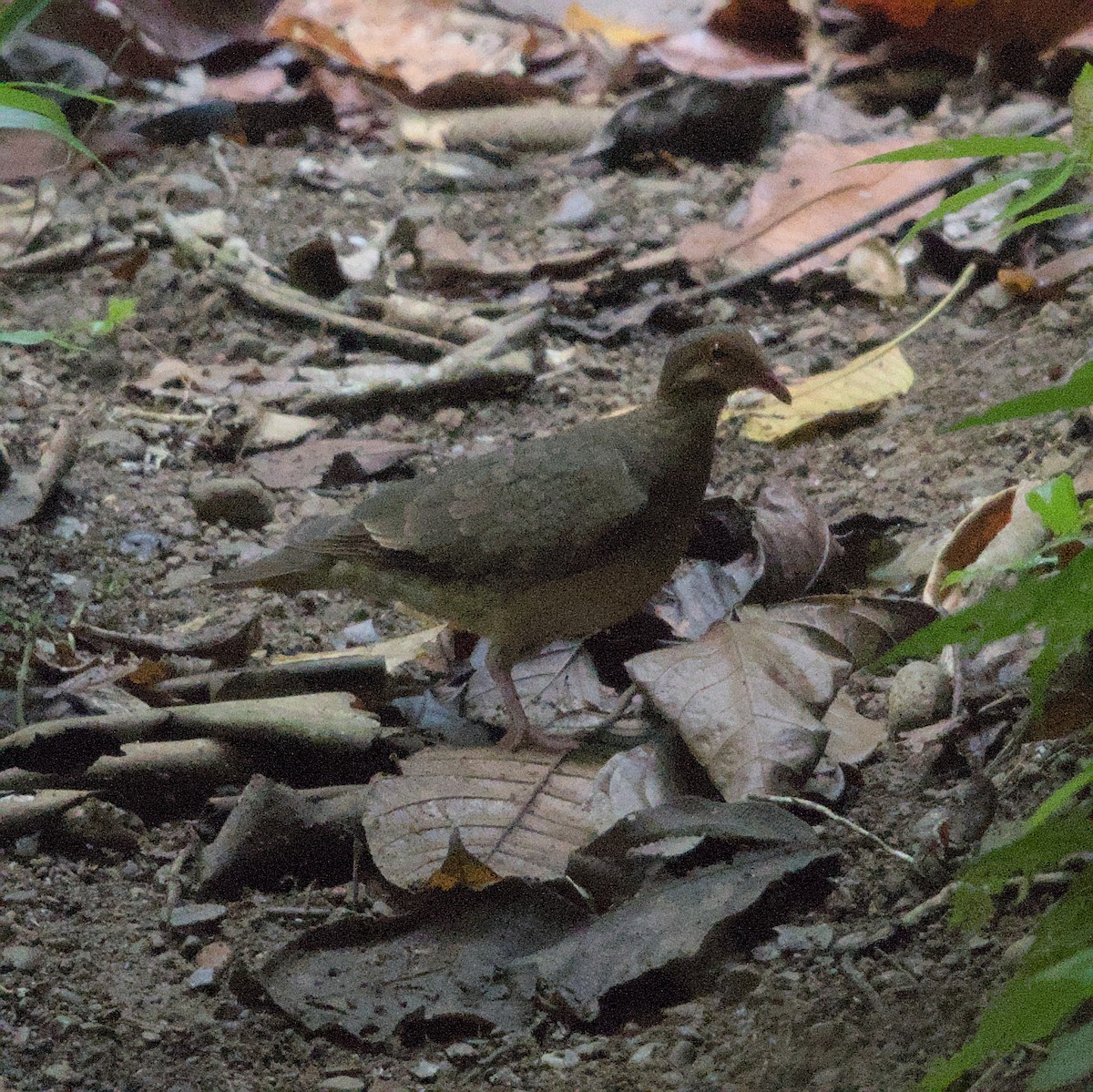 Ruddy Quail-Dove - Manuel Morales