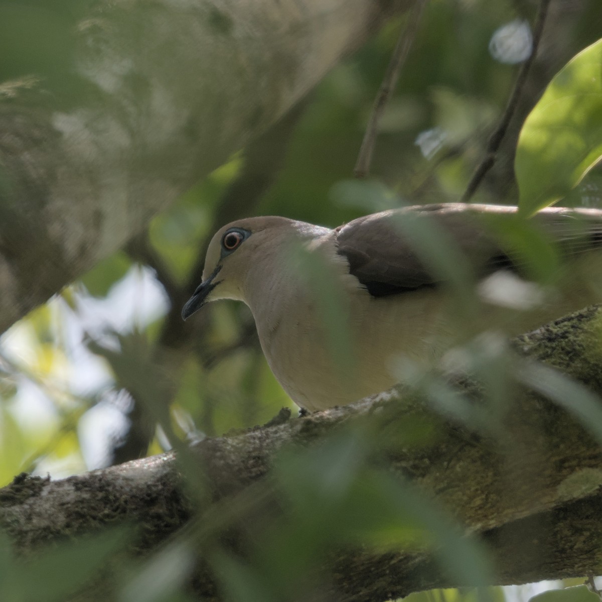 White-tipped Dove - Manuel Morales