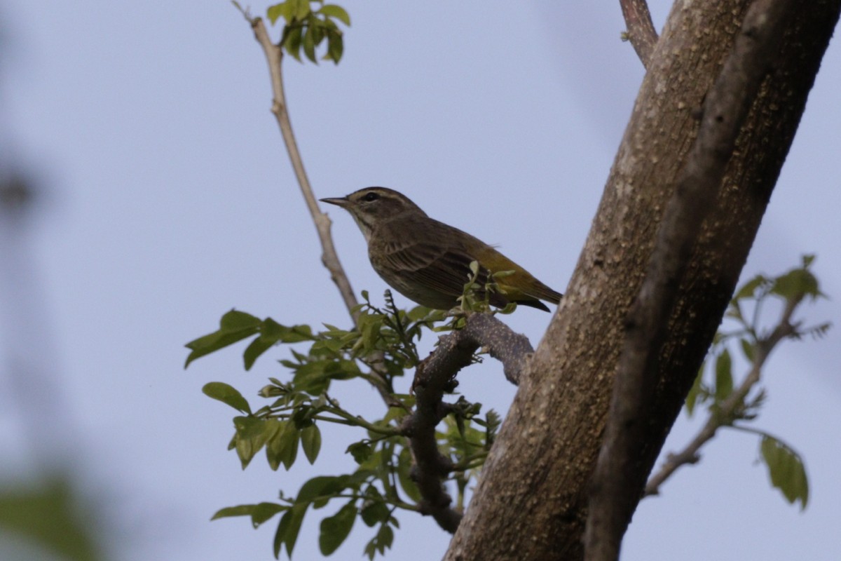 Palm Warbler - ML616653216