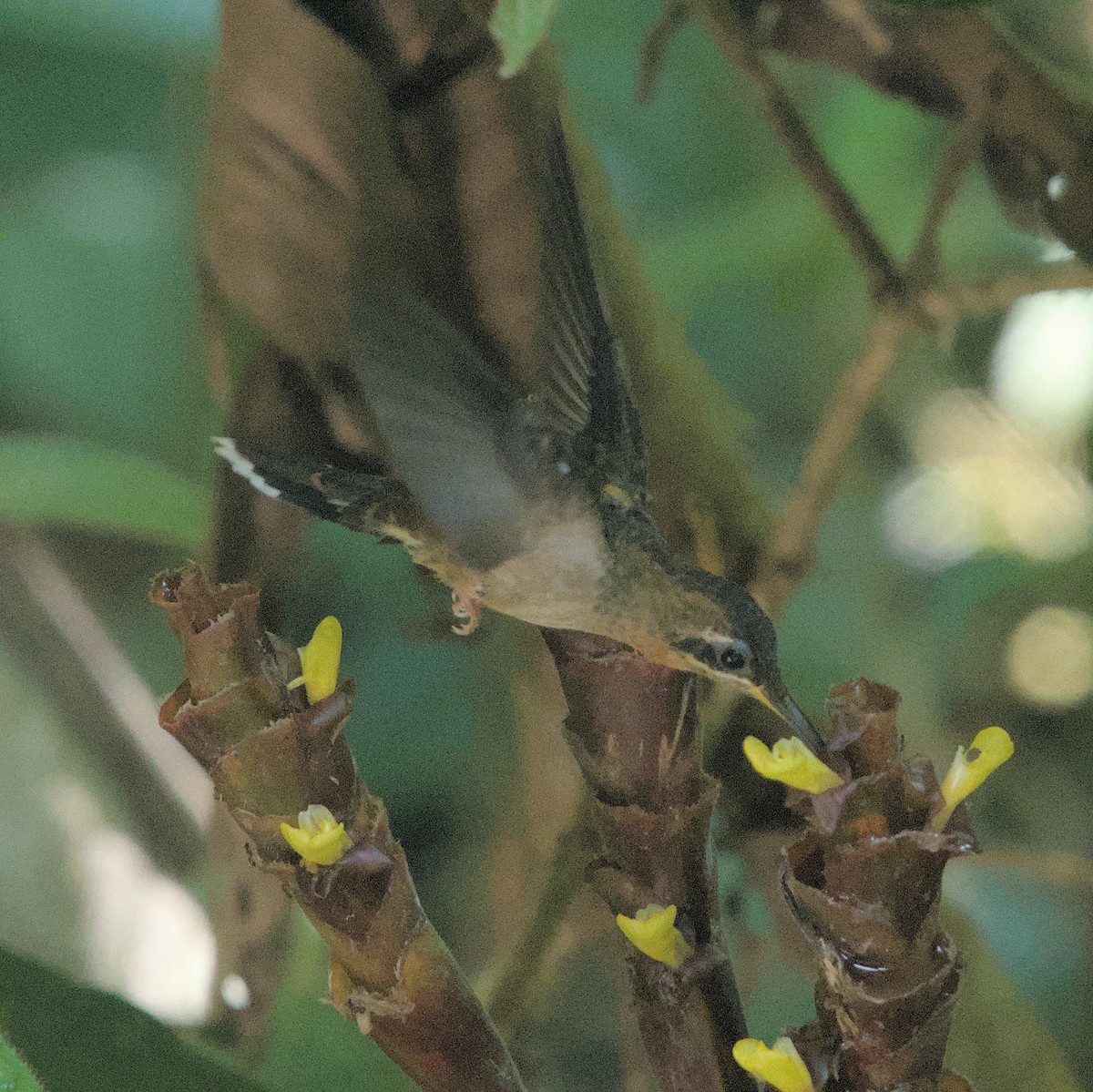 Полосатохвостый колибри-отшельник - ML616653217