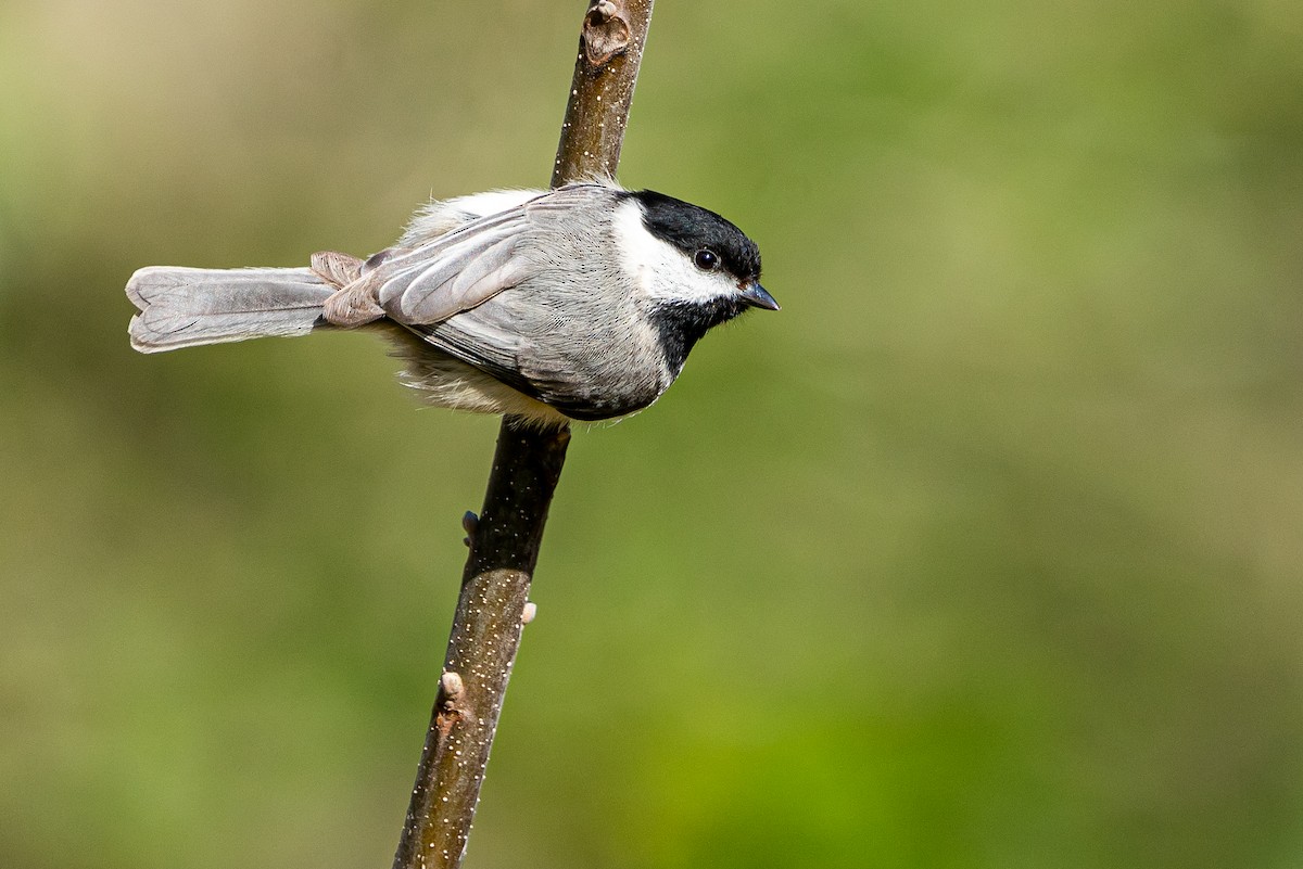 Carolina Chickadee - ML616653221