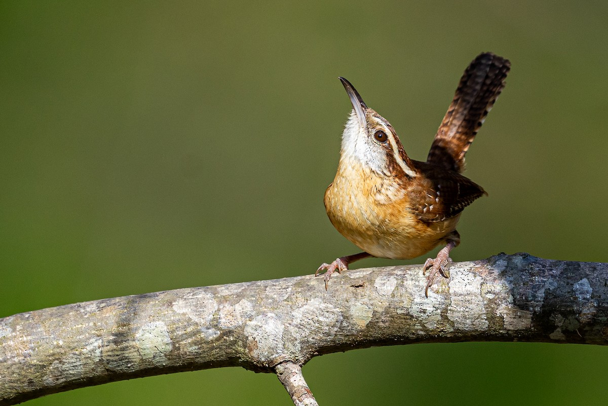 Carolina Wren - ML616653223