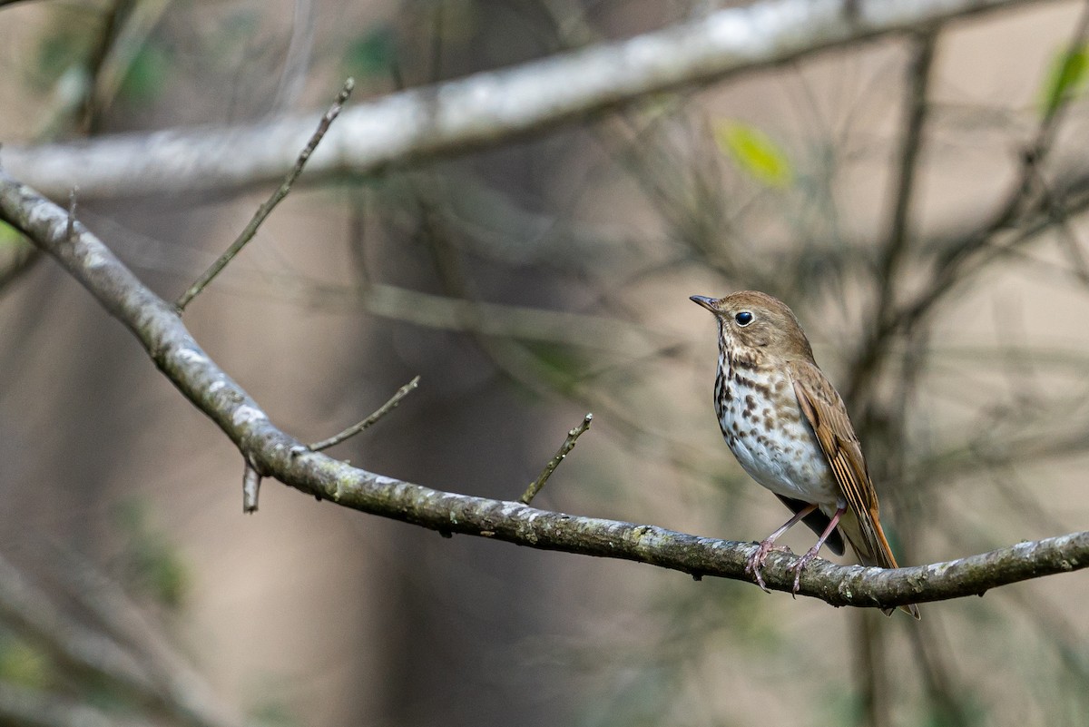 Hermit Thrush - ML616653227