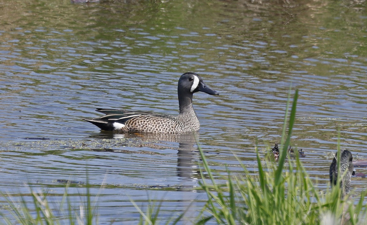 Blue-winged Teal - ML616653233