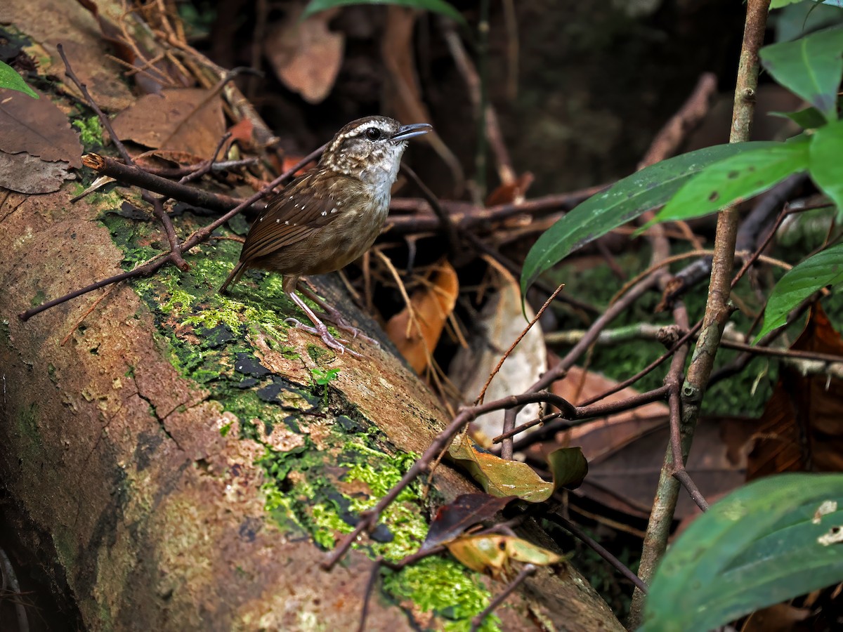 Eyebrowed Wren-Babbler - ML616653278