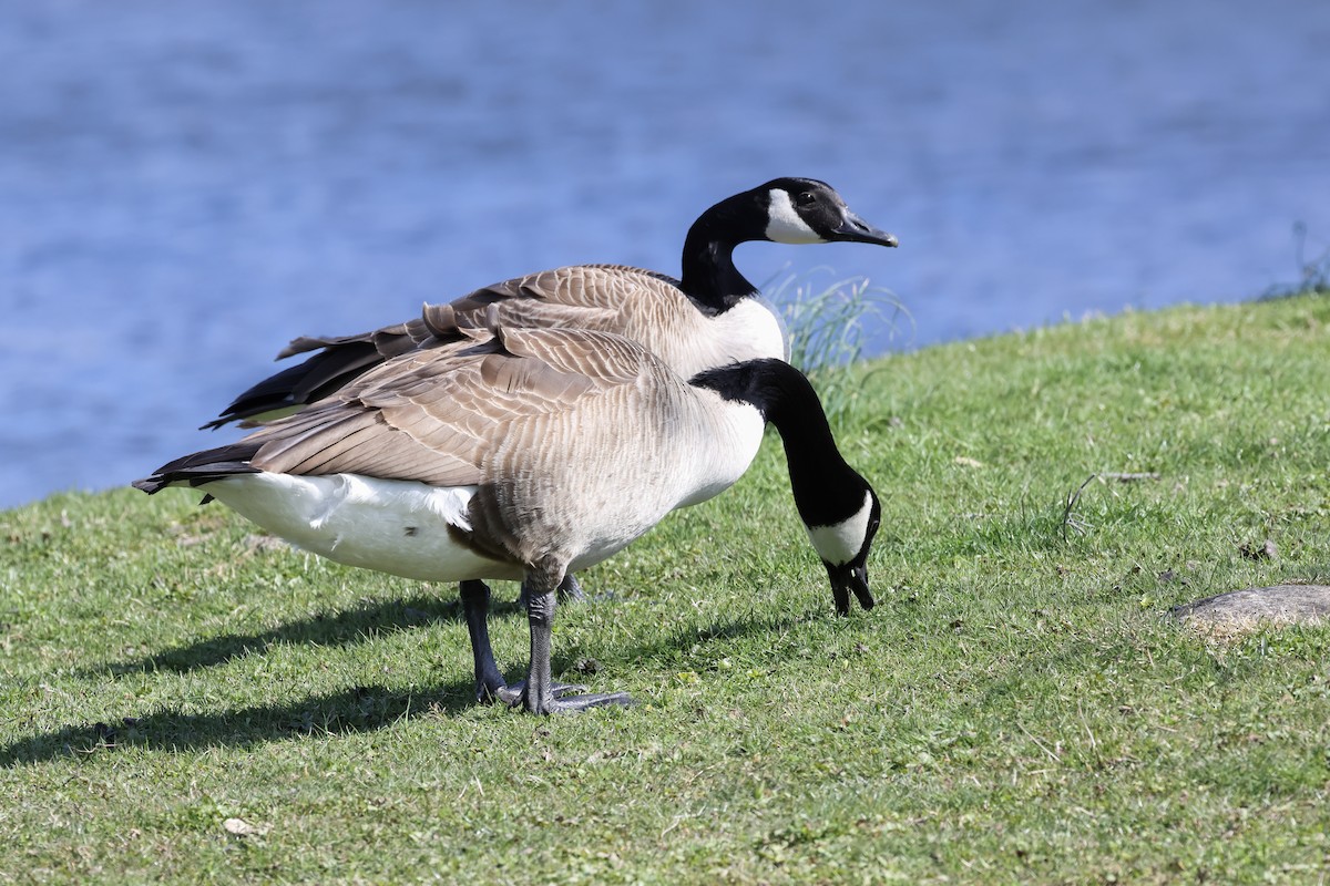 Canada Goose - ML616653313