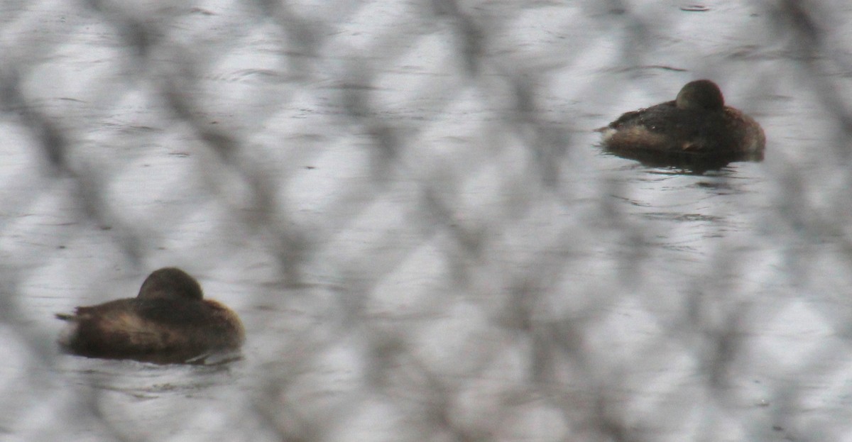 Pied-billed Grebe - ML616653324