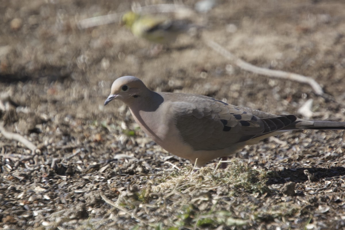 Mourning Dove - ML616653331