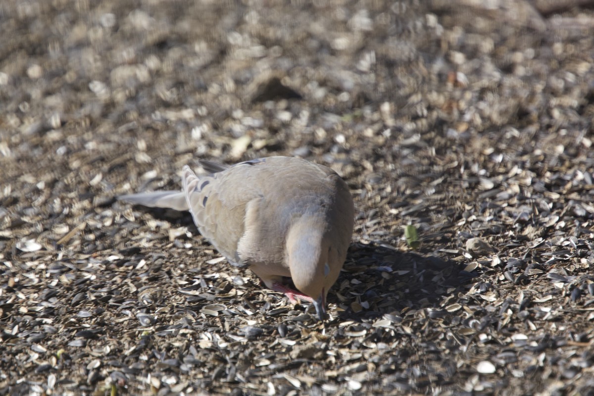 Mourning Dove - Paul Miller