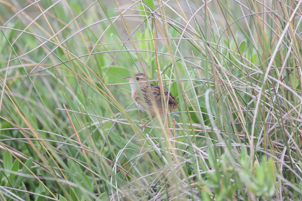 Sedge Wren - ML616653344