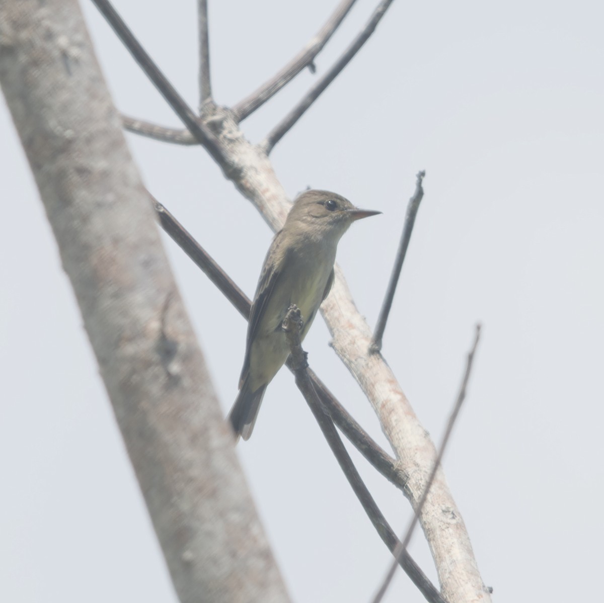 Northern Tropical Pewee - ML616653345