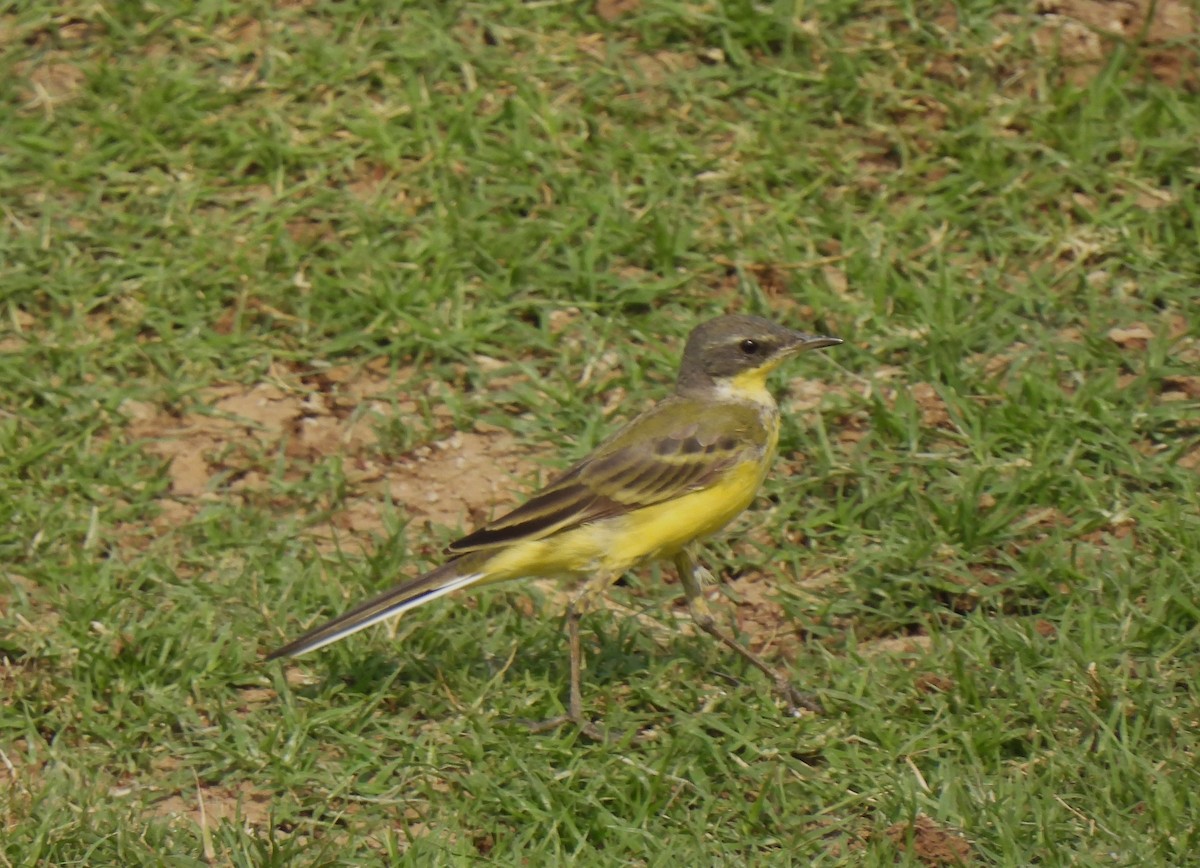 Eastern Yellow Wagtail - ML616653360