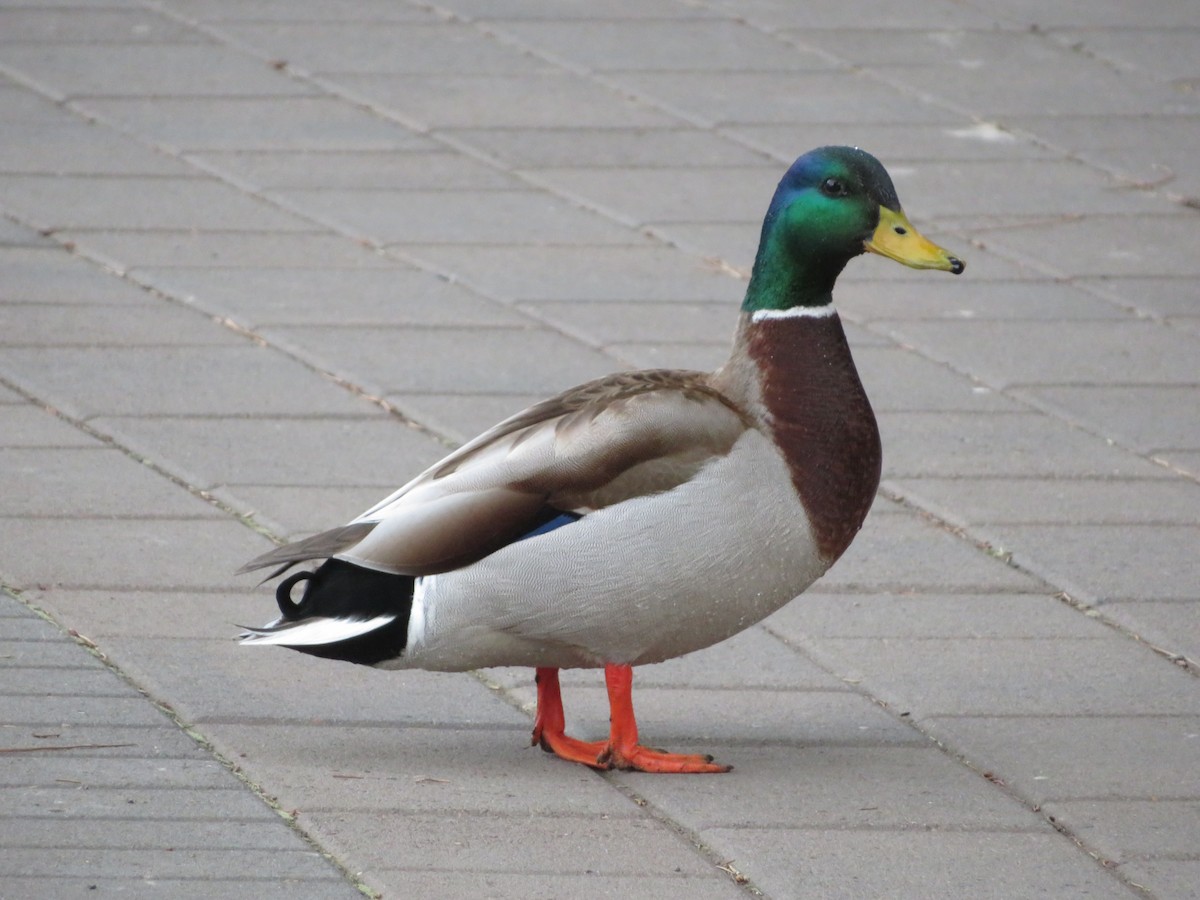 Mallard - ML616653370