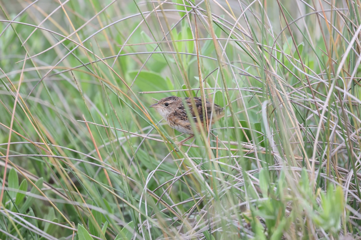 Sedge Wren - ML616653388