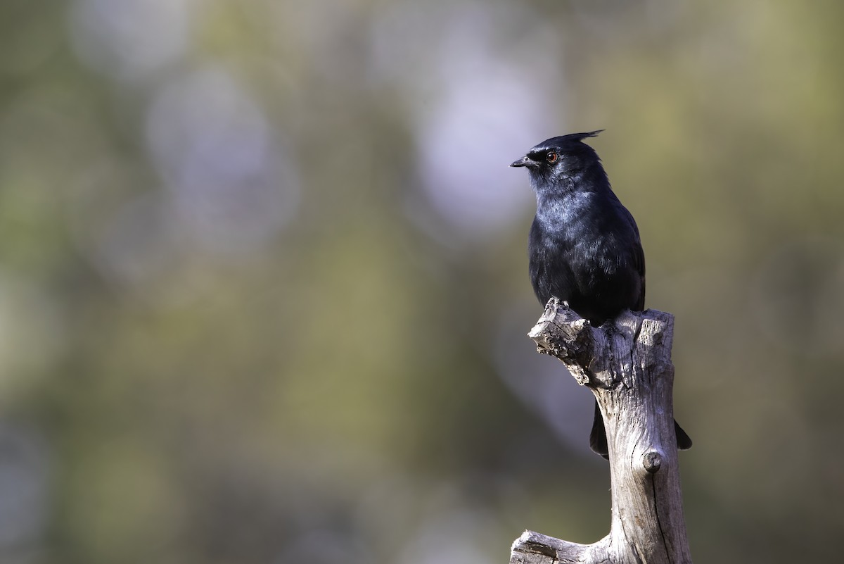 Phainopepla - Nick  Waite