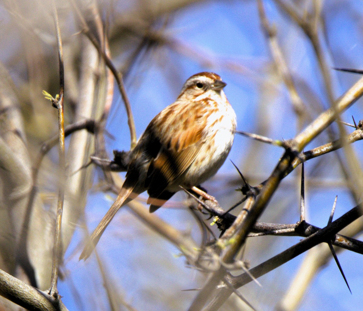 Song Sparrow - ML616653520