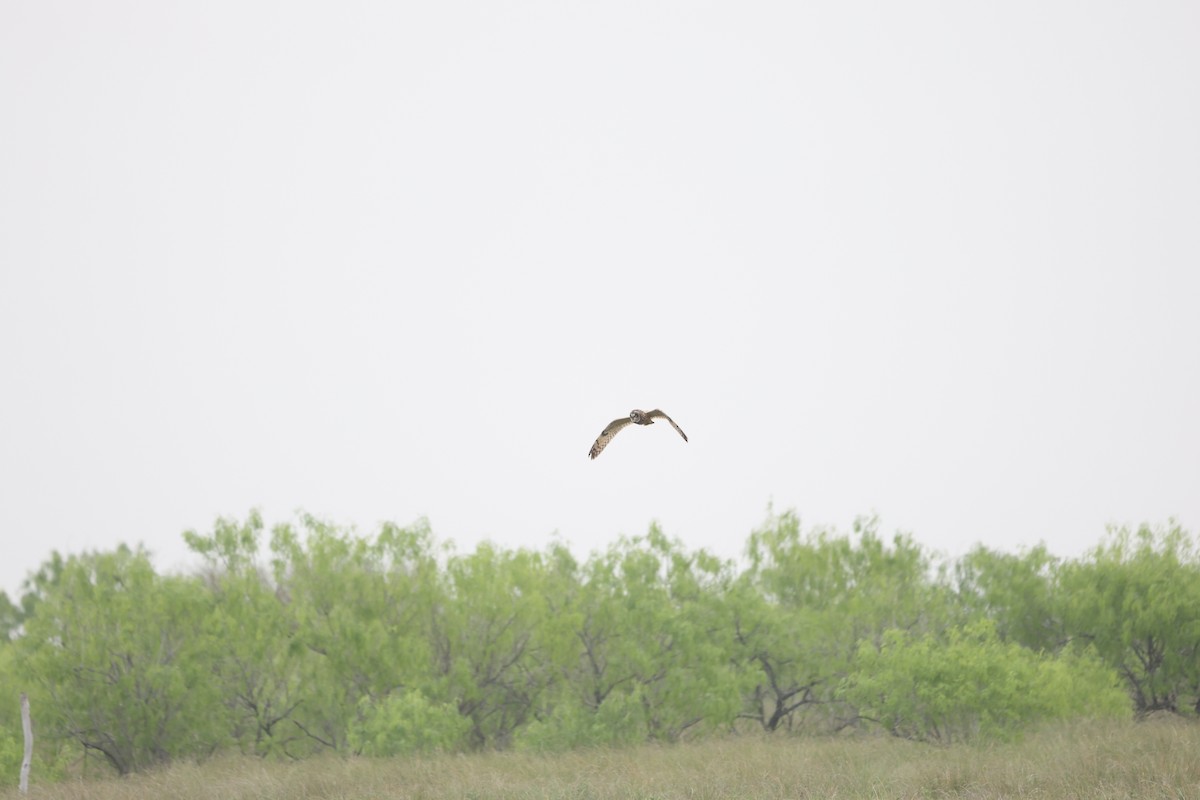 Short-eared Owl - ML616653526