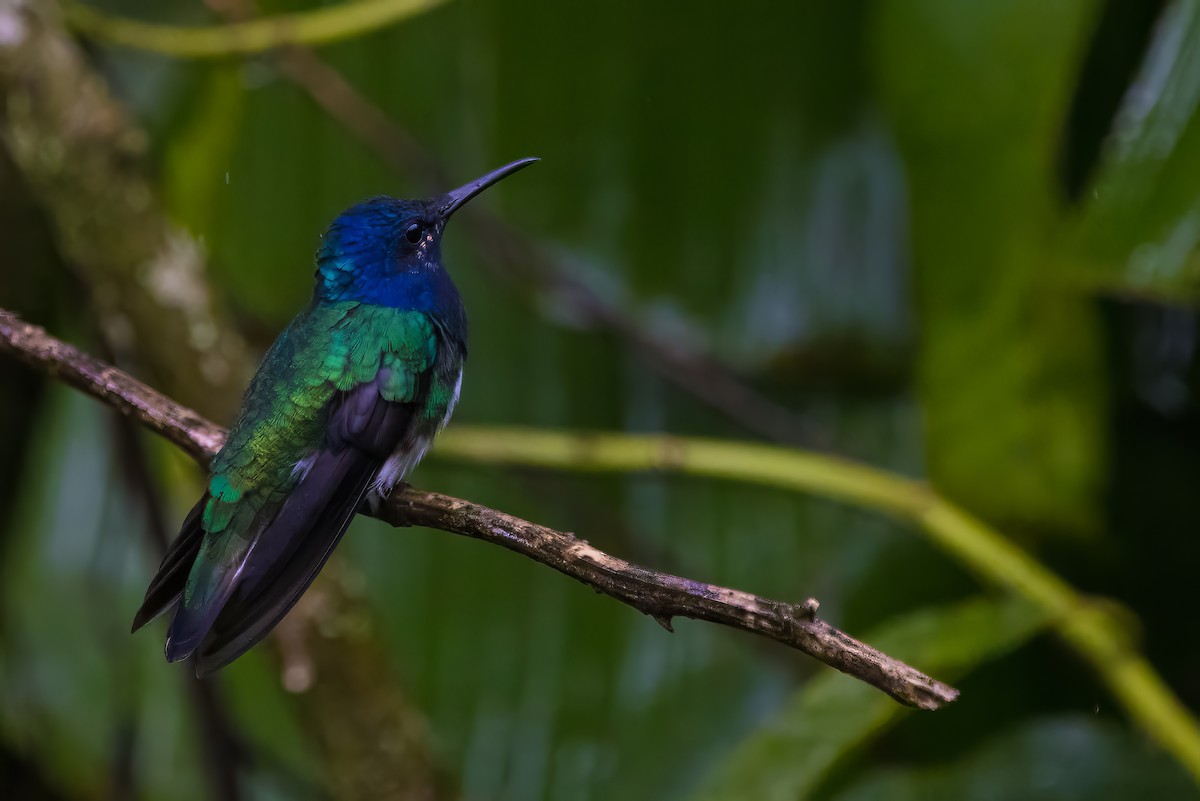 White-necked Jacobin - ML616653530