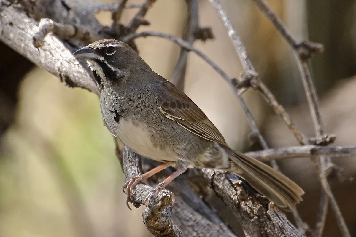 Five-striped Sparrow - Joe Wing