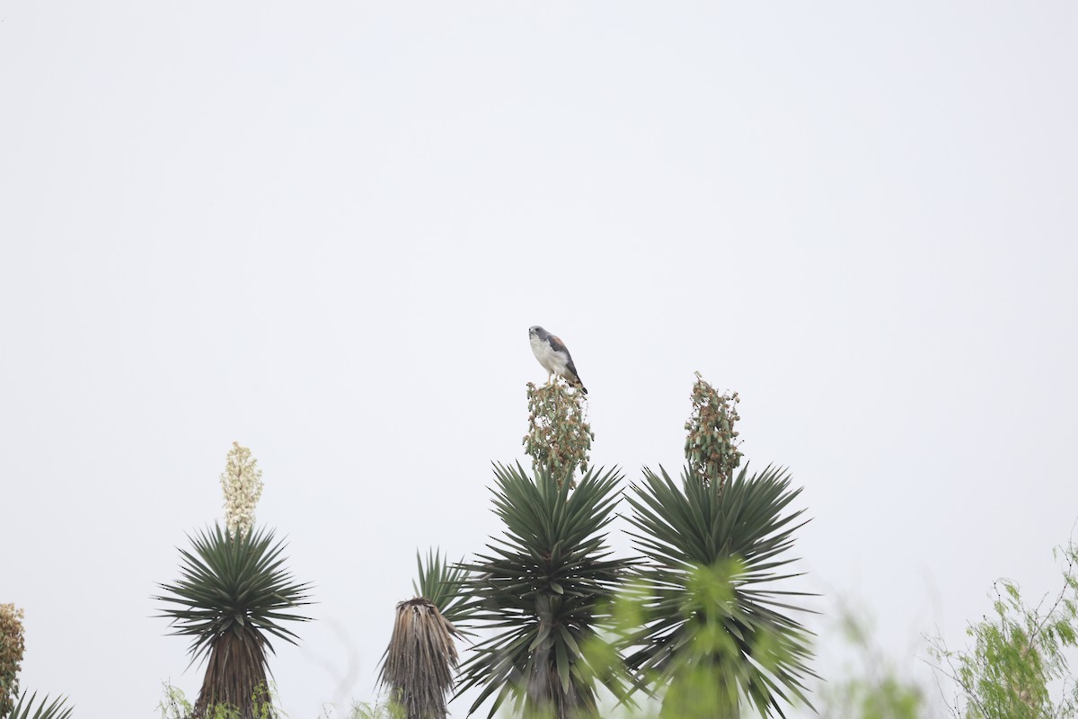 White-tailed Hawk - ML616653587